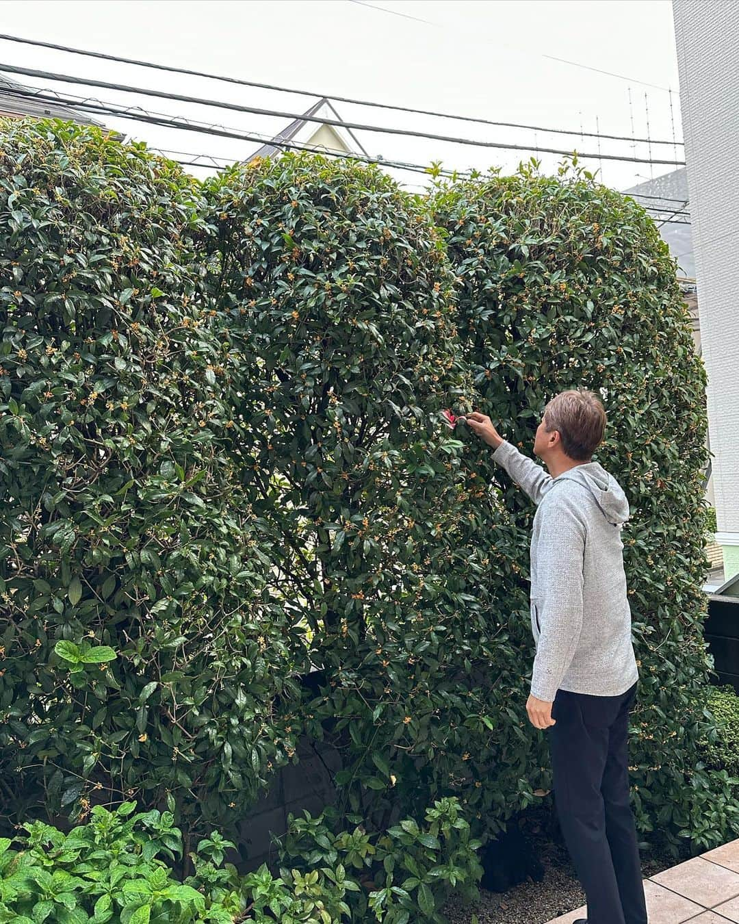 金石昭人のインスタグラム：「カネやん園芸👨‍🌾  今年もカネやん家のキンモクセイが咲いてくれました😄  香りがいいねー☺️ 秋だねー😌😌  どや  #カネやん園芸 #キンモクセイ #良い香り #秋だねー #どや」