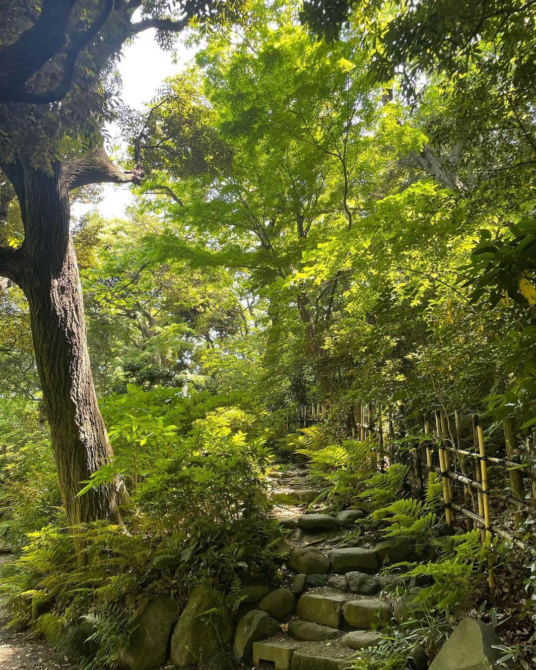 白河れいさんのインスタグラム写真 - (白河れいInstagram)「feeling the power of nature  もう2年くらい前に、小さい頃からよく行っていた、 1番好きな公園に行った時の写真🌿 ここに行くといつも気持ちが晴れて、自然の力を感じるんです🌿  そろそろまたいかなきゃな🌱」10月15日 19時00分 - rayshirakawa