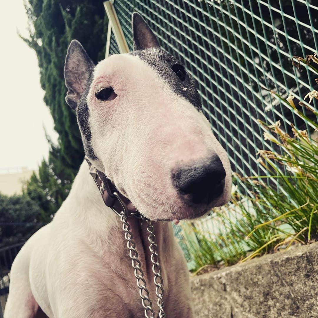 Q太郎さんのインスタグラム写真 - (Q太郎Instagram)「#minituru#bull#terrier#minibullterrier#miniturubullterrier#dog#dogstagram#cute#qtaro#love#family#ミニチュア#ブルテリア#ミニチュアブルテリア#Q太郎」10月15日 17時07分 - qtaro.jun