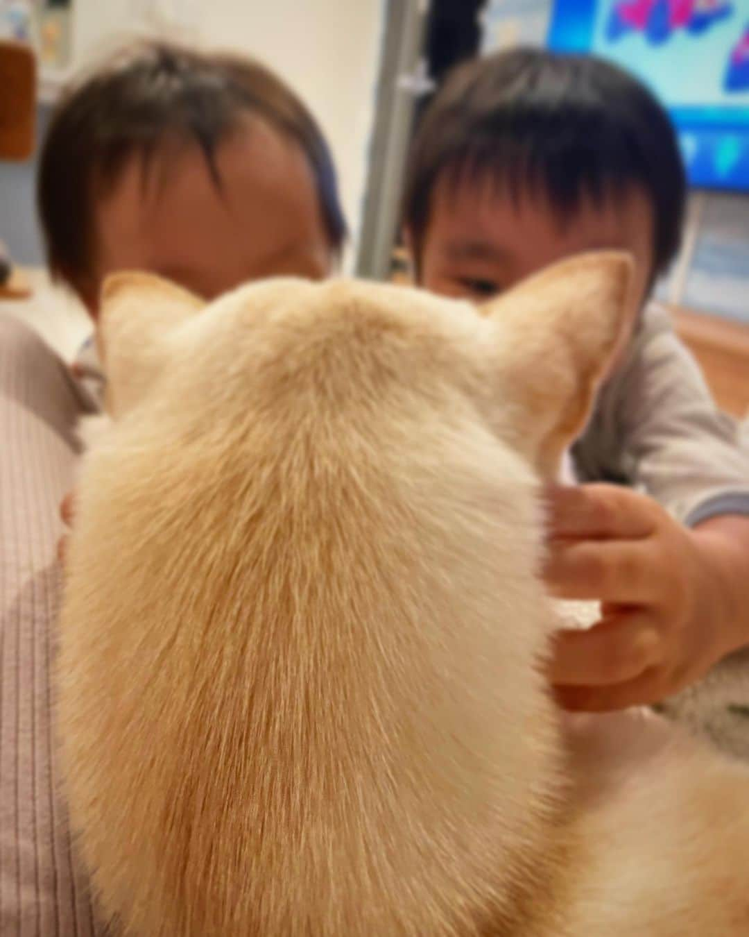 かまいたち山内と、猫たちさんのインスタグラム写真 - (かまいたち山内と、猫たちInstagram)「🙋‍♀️ 良く子供たちとの関係を聞かれるのですが🐕 むぎは完全に息子達を下に見てます👦👶 がぶとにゃんじの事もちょっと舐めてます。 でも息子の近くで寝るし、息子達が遊んでると仲間に入れて🐕とやって来たりもします。 とってもマイペースな女の子です🐕 #むぎとむすこたち」10月15日 22時48分 - kamaitachi.neko.6.neko