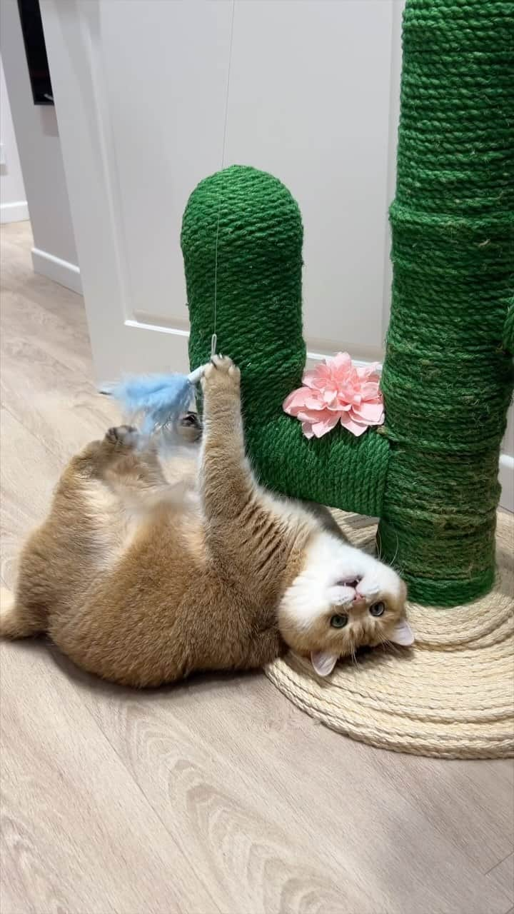 Hosicoのインスタグラム：「I kick a cactus with my hind legs 🌵🤛」