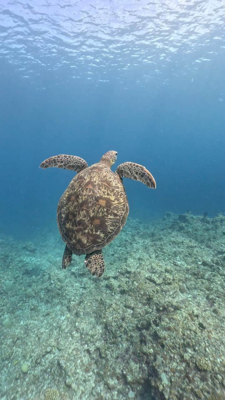 金泉紗恵子のインスタグラム：「. 7日間ツアー参加して6日間ウミガメ見ました🐢 ウミガメ全く見ない時もあるけど、今回はやたらウミガメスポットに行った気が😁 深いところにいるウミガメにも潜って会いに行ったり、一緒に泳げるようになったのが嬉しい🥹 最後のウミガメは小さいけど速かった😳 このリールはアオウミガメだけをまとめました🙆‍♀️ 今回初めてタイマイにも会えたので、また別の機会に😎 Goproに @inon_japan のレンズつけて撮影すると、編集の必要なくて楽😎  Tour @fausto.ishigaki  @undouya_ishigaki_kuroshima  . #石垣島 #石垣島旅行 #沖縄旅行 #スキンダイビング #スキンダイビング女子 #スキンダイビング好きな人と繋がりたい #ウミガメ #ウミガメと泳ぐ #アオウミガメ #goproのある生活 #goprohero11 #イノン #inon #underwater #underwatervideo #シュノーケル #海が好きな人と繋がりたい #黒島 #ishigakiisland #seaturtle」