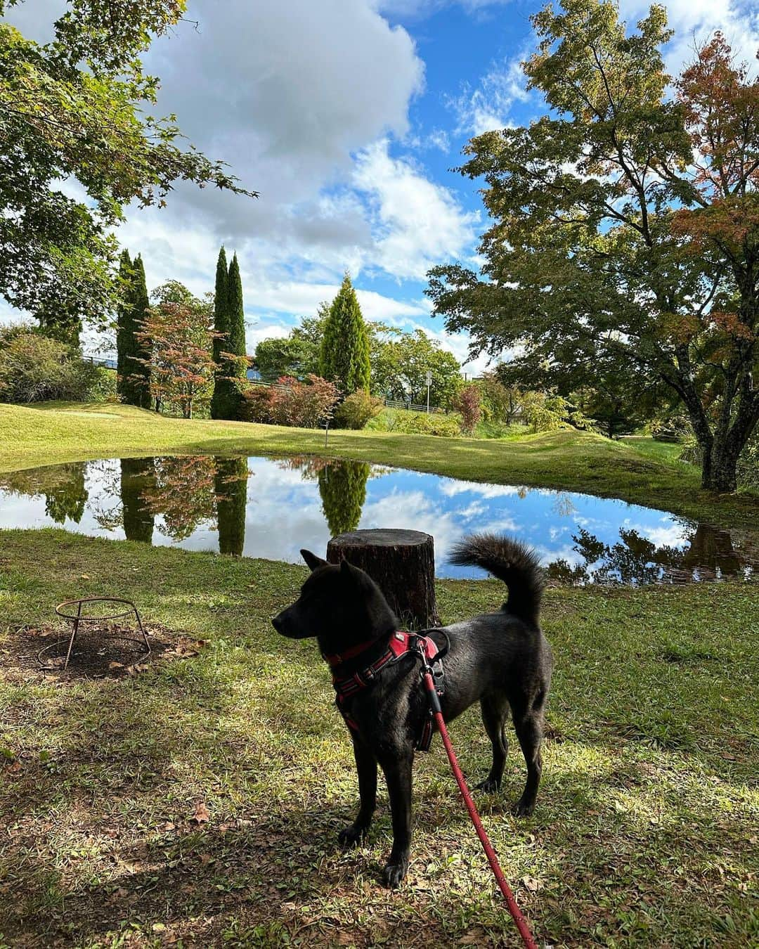 山崎陽子のインスタグラム：「紅葉 原稿もひと区切りつき、大泉のmoon cafeへpic1 @mooncafe1107 #甲斐犬 #kaiken  うちの庭も散歩道も、この1週間でグンと色づくpic2.3 #八ヶ岳の日々 #八ヶ岳の庭  明日から東京。人に会い、きもので街に出る1週間☺︎」