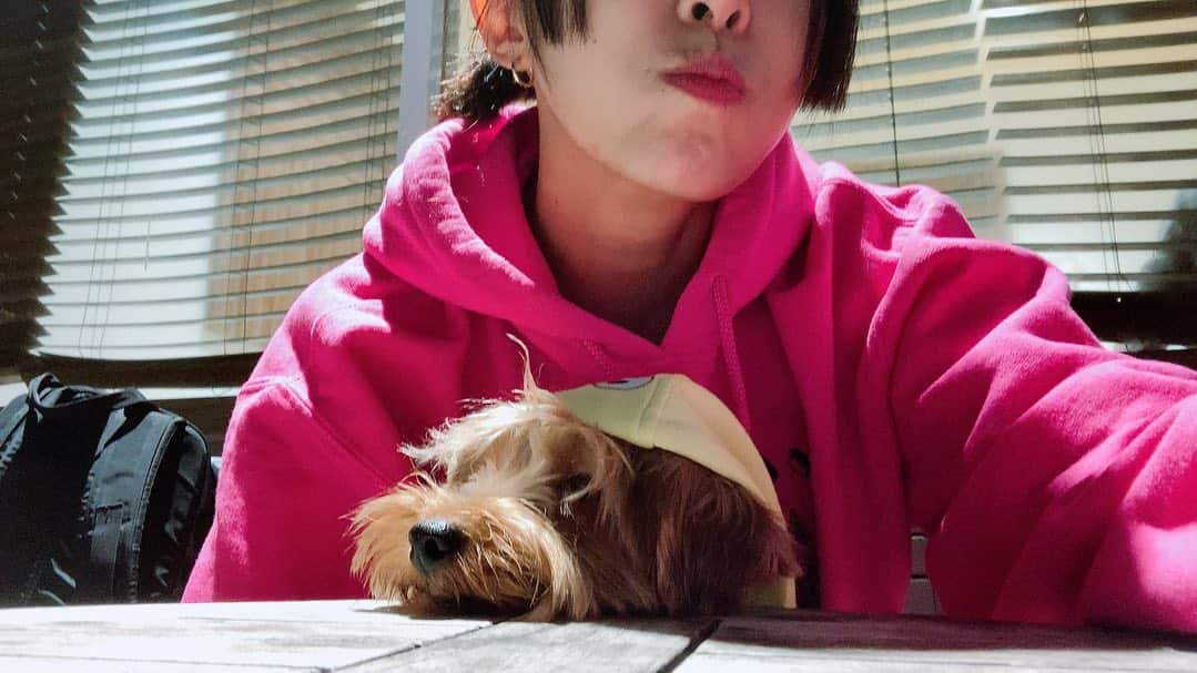 川江美奈子さんのインスタグラム写真 - (川江美奈子Instagram)「• パーカーの季節だぜい✨  ラーメンまーだかなぁー  来たっ！  の図。  #ヨーキーとの暮らし」10月15日 19時24分 - minakokawae