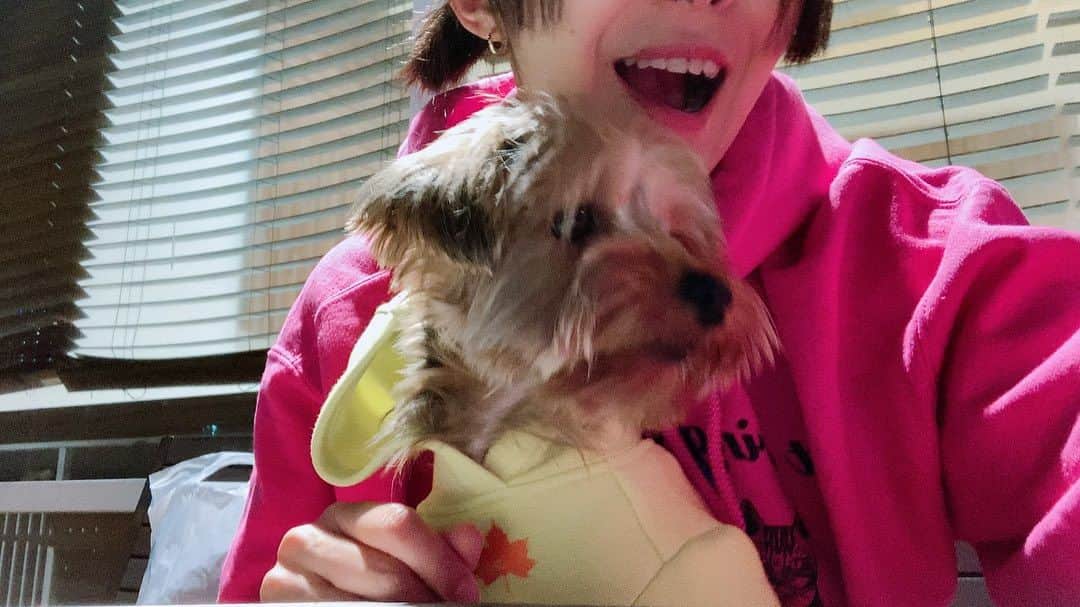 川江美奈子さんのインスタグラム写真 - (川江美奈子Instagram)「• パーカーの季節だぜい✨  ラーメンまーだかなぁー  来たっ！  の図。  #ヨーキーとの暮らし」10月15日 19時24分 - minakokawae