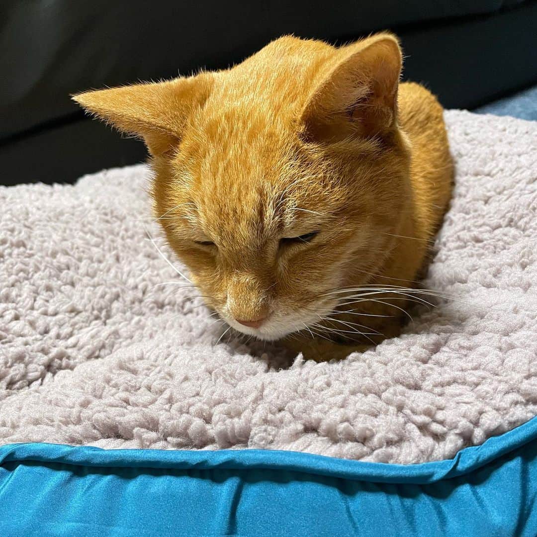mayumiさんのインスタグラム写真 - (mayumiInstagram)「20231015 #1015terrydory ✩ Happy 19th birthday Dory . ドリー19歳になりました😺 誕生日プレゼントにベッドを🩵 すっかり気に入ったようです😊 19歳になった朝、立派な💩をしました🤣 実は去年の誕生日も立派な💩してました🤣 毎日、ご飯食べてお薬飲んで サプリ飲んでおやつ食べて寝てます この1年ものんびり過ごしてね テリーも19歳 今年も一緒にお祝いだよ お空でお友達と楽しく過ごしてるかな🌈 . くうねるかーさん @akuubichan  #テリドリ兄弟happy19thbirthday2023 いつもありがとう🩷 . 同じ誕生日のみんにゃー！お誕生日おめでとう🎉 ソル氏 @mew326 11歳のお誕生日おめでとう🎉 #ソルちゃんhappy11thbirthday2023  . きなこちゃん @amaccho5160 10歳のお誕生日おめでとう🎉 . にこちゃん @morimorimami 9歳のお誕生日おめでとう🎉 . キララちゃん @tamapupu  17歳のお誕生日おめでとう🎉 . プリンちゃん♡モカちゃんママ みのりさん @littlemoka お誕生日おめでとう🎉  . #まんなか祭#もうまんなか祭  #無敵の親バカ同盟#シブにゃん隊over10 #ドリー2023 . #cat#猫#茶トラ#gingercat#weeklyfluff  #ねこ#ネコ#catstagram#instacat . #IGersJP#ふわもこ部#ペコねこ部#サンデイ#sippoストーリー#rakutenpet#peppyフォト部#nyancon01#lionpet#ライオンペット #アンチノール#アンチノールにゃんこ  #しあわせわんにゃんライフpeco」10月15日 19時22分 - imuyamotas