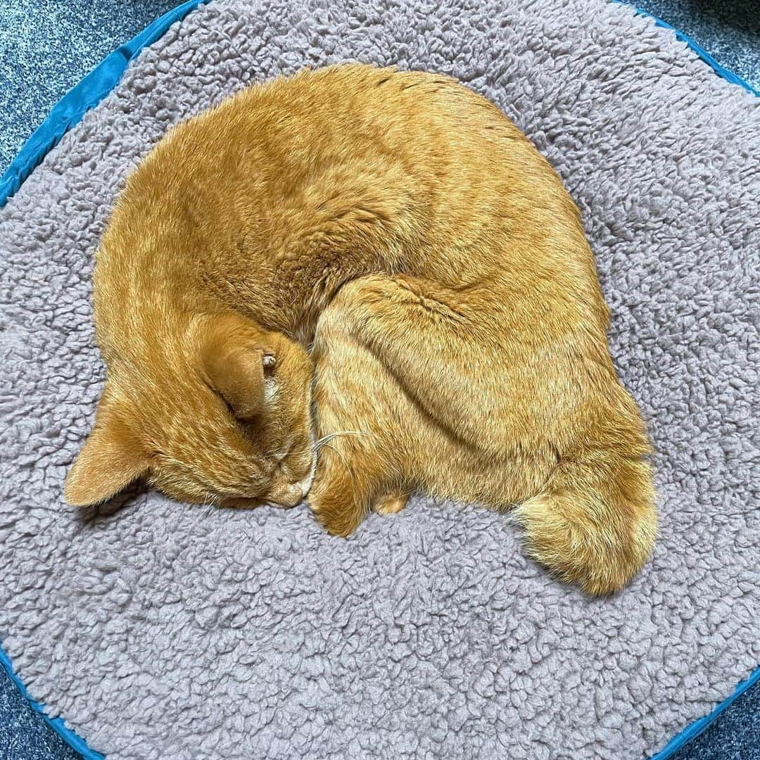 mayumiさんのインスタグラム写真 - (mayumiInstagram)「20231015 #1015terrydory ✩ Happy 19th birthday Dory . ドリー19歳になりました😺 誕生日プレゼントにベッドを🩵 すっかり気に入ったようです😊 19歳になった朝、立派な💩をしました🤣 実は去年の誕生日も立派な💩してました🤣 毎日、ご飯食べてお薬飲んで サプリ飲んでおやつ食べて寝てます この1年ものんびり過ごしてね テリーも19歳 今年も一緒にお祝いだよ お空でお友達と楽しく過ごしてるかな🌈 . くうねるかーさん @akuubichan  #テリドリ兄弟happy19thbirthday2023 いつもありがとう🩷 . 同じ誕生日のみんにゃー！お誕生日おめでとう🎉 ソル氏 @mew326 11歳のお誕生日おめでとう🎉 #ソルちゃんhappy11thbirthday2023  . きなこちゃん @amaccho5160 10歳のお誕生日おめでとう🎉 . にこちゃん @morimorimami 9歳のお誕生日おめでとう🎉 . キララちゃん @tamapupu  17歳のお誕生日おめでとう🎉 . プリンちゃん♡モカちゃんママ みのりさん @littlemoka お誕生日おめでとう🎉  . #まんなか祭#もうまんなか祭  #無敵の親バカ同盟#シブにゃん隊over10 #ドリー2023 . #cat#猫#茶トラ#gingercat#weeklyfluff  #ねこ#ネコ#catstagram#instacat . #IGersJP#ふわもこ部#ペコねこ部#サンデイ#sippoストーリー#rakutenpet#peppyフォト部#nyancon01#lionpet#ライオンペット #アンチノール#アンチノールにゃんこ  #しあわせわんにゃんライフpeco」10月15日 19時22分 - imuyamotas