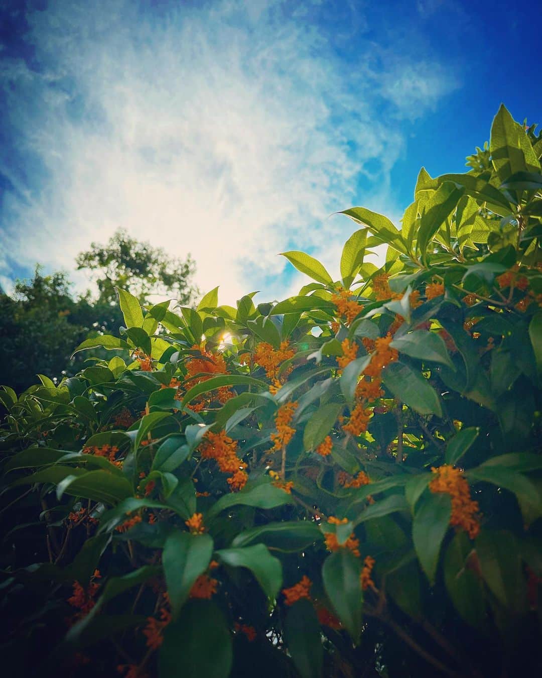 永島聖羅のインスタグラム：「🍂」