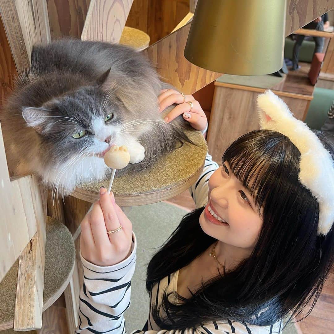 加藤愛梨さんのインスタグラム写真 - (加藤愛梨Instagram)「かわちいねーー🥺🫶🏻 猫ちゃんと遊んできた🐈💞🐾癒されるぅ🥱🤍  みんな隣に来てくれなくてしょんぼりしてる写真付き😂笑 おやつあげるといっぱいくっつける♡ すき♡幸せな気持ちになれるから定期的に会いに行きたい👀♡ リールもげるから楽しみにしててね🐈♡  　 　  秋葉原店 @mocha_akihabara にお邪魔したよん🫣🫶🏻   #PR #猫カフェmocha #猫カフェ #秋葉原猫カフェ #秋葉原カフェ  #猫cafe  #猫好き  #猫好きさんと繋がりたい  #猫耳  #猫カフェモカ  @catcafemocha」10月15日 19時42分 - l_ovepear