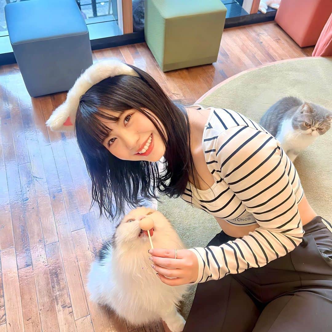 加藤愛梨さんのインスタグラム写真 - (加藤愛梨Instagram)「かわちいねーー🥺🫶🏻 猫ちゃんと遊んできた🐈💞🐾癒されるぅ🥱🤍  みんな隣に来てくれなくてしょんぼりしてる写真付き😂笑 おやつあげるといっぱいくっつける♡ すき♡幸せな気持ちになれるから定期的に会いに行きたい👀♡ リールもげるから楽しみにしててね🐈♡  　 　  秋葉原店 @mocha_akihabara にお邪魔したよん🫣🫶🏻   #PR #猫カフェmocha #猫カフェ #秋葉原猫カフェ #秋葉原カフェ  #猫cafe  #猫好き  #猫好きさんと繋がりたい  #猫耳  #猫カフェモカ  @catcafemocha」10月15日 19時42分 - l_ovepear