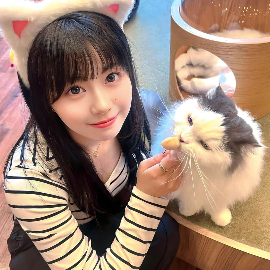 加藤愛梨のインスタグラム：「かわちいねーー🥺🫶🏻 猫ちゃんと遊んできた🐈💞🐾癒されるぅ🥱🤍  みんな隣に来てくれなくてしょんぼりしてる写真付き😂笑 おやつあげるといっぱいくっつける♡ すき♡幸せな気持ちになれるから定期的に会いに行きたい👀♡ リールもげるから楽しみにしててね🐈♡  　 　  秋葉原店 @mocha_akihabara にお邪魔したよん🫣🫶🏻   #PR #猫カフェmocha #猫カフェ #秋葉原猫カフェ #秋葉原カフェ  #猫cafe  #猫好き  #猫好きさんと繋がりたい  #猫耳  #猫カフェモカ  @catcafemocha」