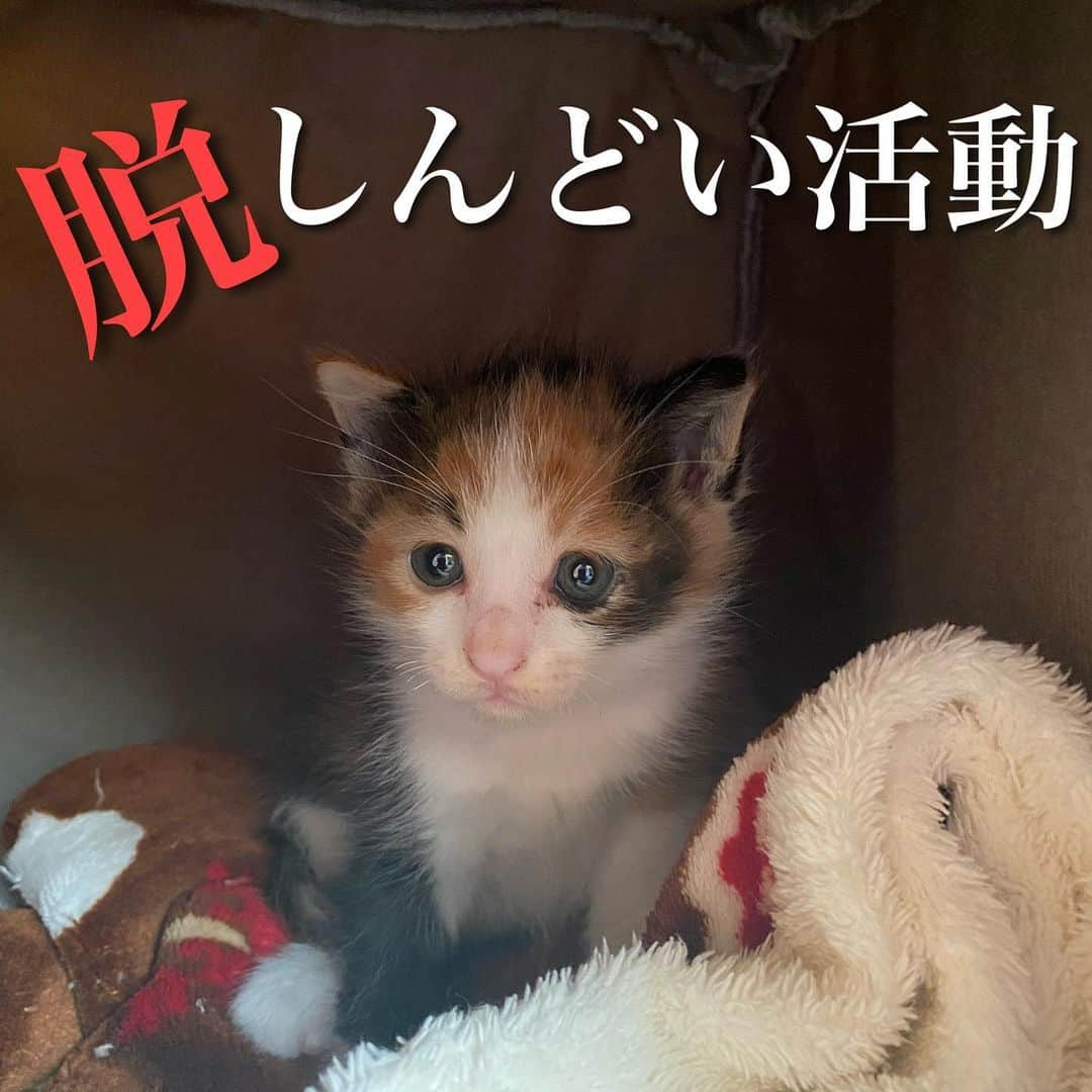 猫カフェきぶん屋のインスタグラム：「しんどい活動  保護猫の活動は基本的に僕は楽しんでやってます。 2.3匹保護して里親さんを探すくらいが一番楽しむ余裕があって猫を育てられます。 今は多頭飼育崩壊に関わり8匹保護中。 ４匹離乳期で４匹風邪ひき。  この数くらいになると楽しい活動からしんどい活動になります。 世話をしていたらあっという間に夜になる体力的、時間的なキツさ。 里親さんが全員見つかるか不安で精神的にきつい。 しょっちゅう病院に行ってお金がどんどん減っていく。 僕の場合、猫がかわいいなんて言ってられる余裕もなくなり気持ちがピリピリします。 僕が大きなシェルター運営をしたいと思わない理由がこれです。  しかし、時には無理をしないといけない現場あります。 理不尽なことがたくさんありながらも猫のためにと必死。 （今週乗り切れば預かりさんと里親希望の方と手を挙げてくださってる方がいるので楽になります） 今の僕の苦しみが全国各地の活動者さんが今日もどこかで味わってるのだろうなと思うと同じ思いをしてほしくないので気付きとアイディアが生まれます。  僕のテーマはしんどくない活動を次世代へ。 金銭面の苦しみがない活動を。 僕の場合、毎月の定期支援をしてくださる方のおかげでこういう現場がいつ起きても対応できる予算は常に確保してます。 けれど、普通なかなかそうはならない。 どうすれば活動者さんが理不尽な現場に出くわしたときに苦しまないで済むか。  今日降ってきたアイディアは、古着で猫助けという企画をしてますが古着だけでなく古いコミック本やタンスに眠ってるゲームソフトも回収しようかなと🤔 このタイミングで海外輸出業も再開できそうなので僕が直接海外へゲームソフトを売って資金を捻出して保護猫活動者さんへお渡しできる流れを作りたいなと。  ということで、週明け佐川急便さんと着払いの契約交渉してみます‼︎ また報告しまーす‼︎ 家の中スッキリ&保護猫資金という組み合わせは他にもいろいろ応用できそうなので良い事例をみんなで作っていきましょう😊  🙏皆様にお願い🙏  いいねだけでなく、右下の保存ボタンを押してもらえると嬉しいです。  すごい勢いでフォロワーさんが増えて、情報が届けやすくなります。  ベジニャンシリーズ食べて応援してください🍛🍜🍝 https://kenkoshukan.stores.jp/  リラポ申請で10%還元中‼︎  https://relapo.jp/products/shop/kaetemiyou  プロフィールのハイライトから進めます‼️   お店のご来店は完全予約制にしておりますのでメッセージかお電話ください😊 兵庫県宝塚市、阪急小林駅より徒歩6分  #保護猫　#保護猫と暮らす　#保護猫を家族に　#ねこのいる生活　#ねこのいる幸せ」