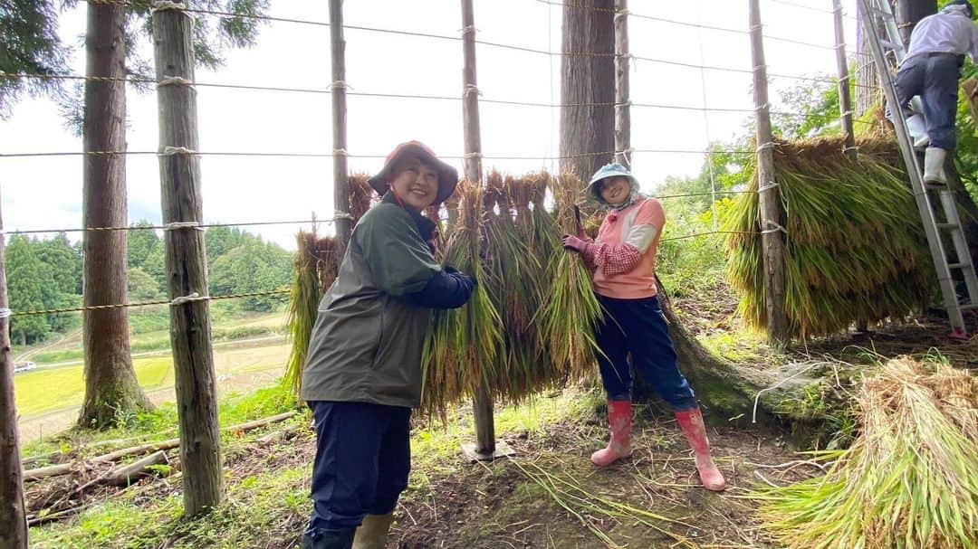 松本亜美のインスタグラム：「改めての投稿になりますが… 明日の新潟一番は 以前放送できなかった  自然派 田んぼにコイして🌱 稲刈り編です🌾  全身を使って諸橋アナとともに、稲刈り、ハザかけ、餅つきまで頑張ったので、ぜひご覧ください！！  （以前、コメントでいただいたのですが、「ハザかけ」のことを「ハゼかけ」という地域があるそうですね。）  #teny #テレビ新潟  #夕方ワイド新潟一番  #自然派 #田んぼにコイして #農業女子  #自然派田んぼ #あみ田んぼ  #稲刈り #ハザかけ #餅つき  #アナウンサー  #諸橋碧アナウンサー  #松本亜美」