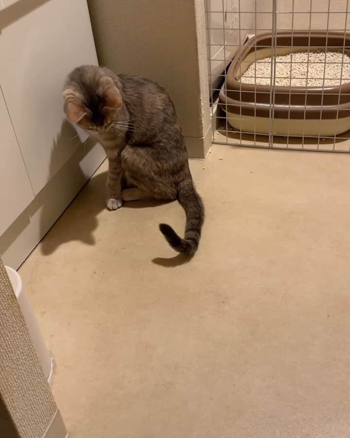モアレ & クリエのインスタグラム：「自作自演😼  #モアクリ #moacrie #ねこ #猫 #cat #catsagram #ねこすたぐらむ #にゃんすたぐらむ #猫のいる暮らし #ねこのいる生活」