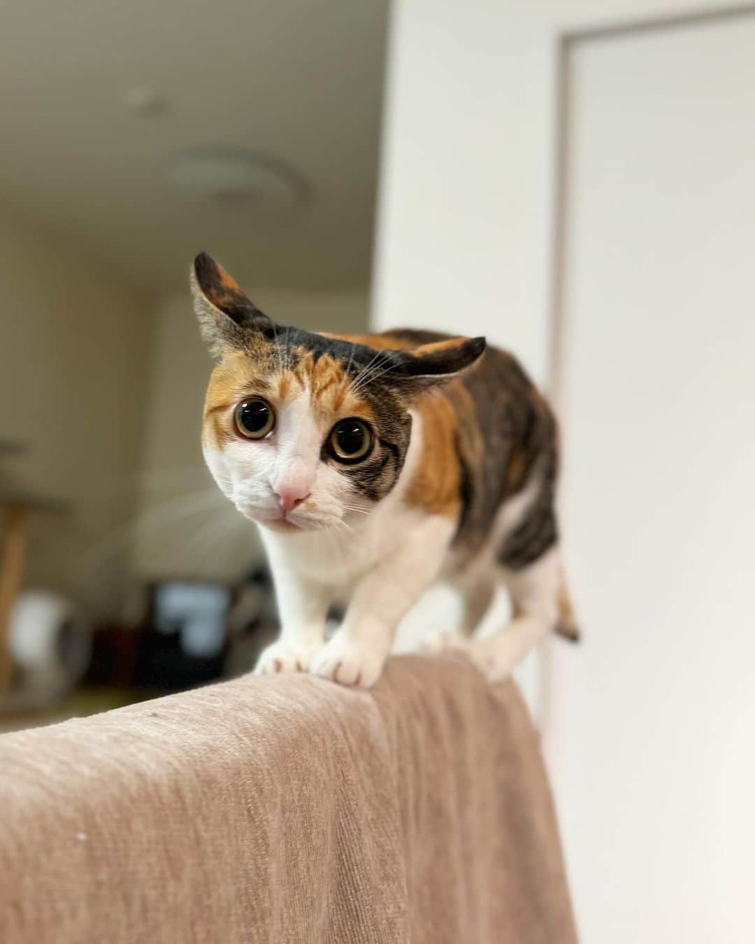 のインスタグラム：「このまま飛んでいきそうなくらいのイカ耳🤣 . . . #イカ耳　#イカ耳猫 #ミケ猫　#キャリコ」