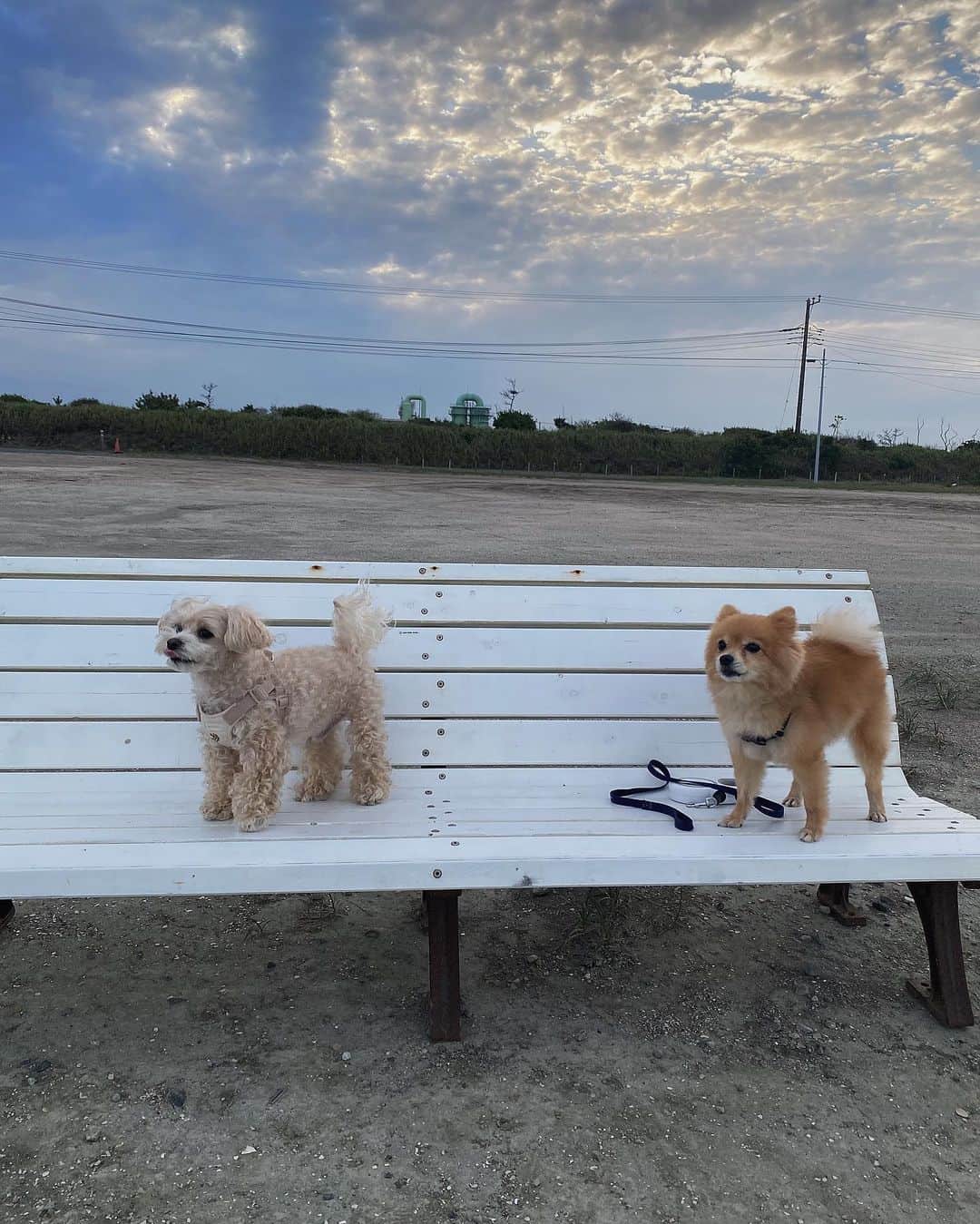 浜田咲希さんのインスタグラム写真 - (浜田咲希Instagram)「なっちゃんのお友達のわんちゃん 初めましてのココちゃんと🐶💛 お年が近いおじちゃんおばちゃんの 初デートだったね🐕💕  ラティは片想いやったけど🥹笑  @natsukifuchigami  いつも癒しと安らぎをありがとう🤤ﾗﾌﾞ  💓💓💓  #love#dog#dogstagram#beach #chill#girls#trip#nature#relaxtime」10月15日 20時15分 - sakihamada