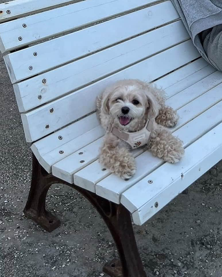 浜田咲希のインスタグラム：「なっちゃんのお友達のわんちゃん 初めましてのココちゃんと🐶💛 お年が近いおじちゃんおばちゃんの 初デートだったね🐕💕  ラティは片想いやったけど🥹笑  @natsukifuchigami  いつも癒しと安らぎをありがとう🤤ﾗﾌﾞ  💓💓💓  #love#dog#dogstagram#beach #chill#girls#trip#nature#relaxtime」