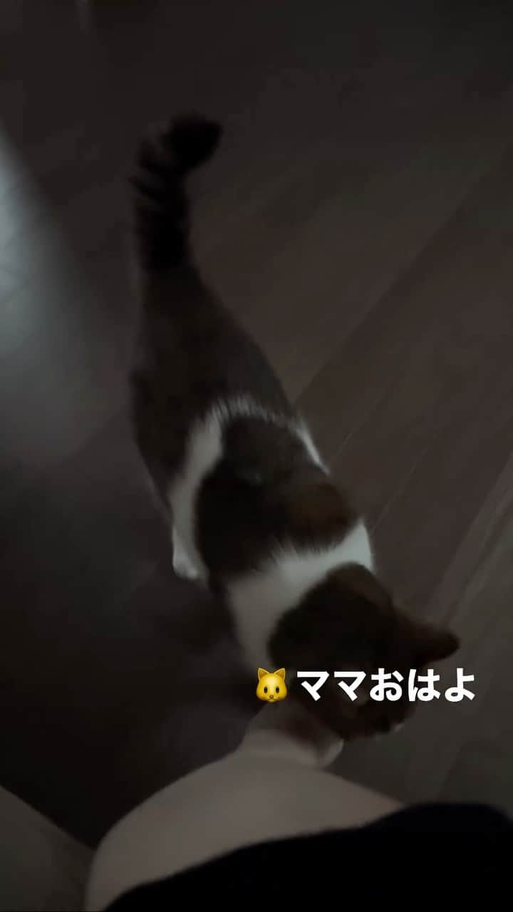 miuのインスタグラム：「みうの毎朝のルーティーン業務🐱☀️ 👩🏻🧑🏻二人を引き連れて下に降りてくれます♡ ちゃんと私達が起きるまでは寝室で待っててくれる優しいみうさん🐱💕 ※5時頃によく下の階パトロールして鳴き叫んでるけど😂  #下僕の起こし方  #みう #ねこ #ねこのいる生活 #ねこすたぐらむ #ねこ好き #ねこすきさんと繋がりたい #猫のいる暮らし #猫のいる幸せ #かわいい #ツンデレ  #みうさん #ペコねこ部 #猫 #ハチワレ #ハチワレ猫 #ねこ動画 #にゃんこ  #くっつき虫 #あまえんぼ #可愛すぎてつらい」