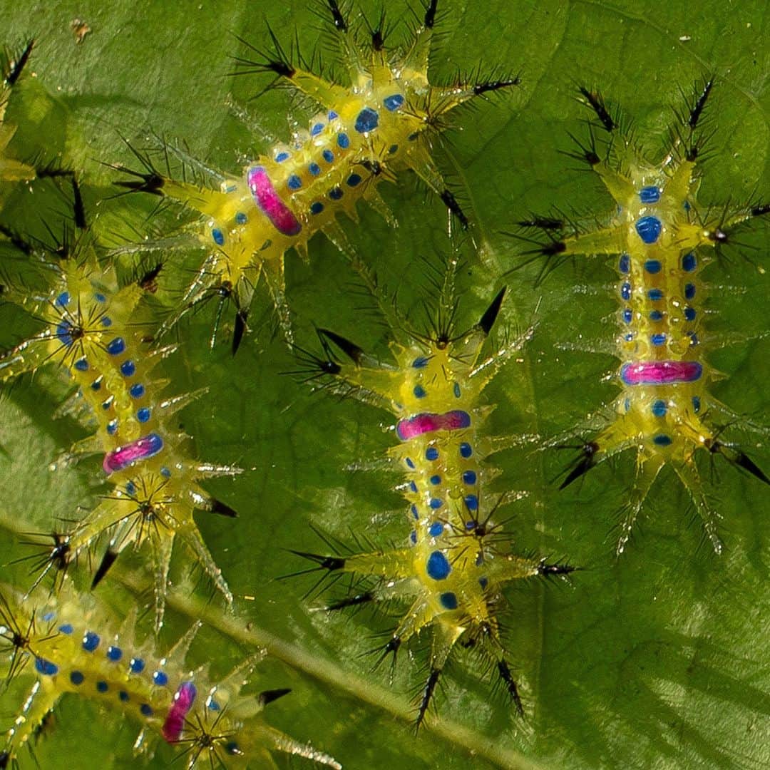 ナショナルジオグラフィックのインスタグラム：「Photos by @timlaman | Yes, these are real. But I need some help in identifying them—any lepidopterists out there?  I photographed the caterpillars in Borneo’s Gunung Palung National Park. A brightly hued caterpillar is typically advertising its toxicity, so it won’t be eaten by birds—something biologists call aposematic coloration. I’m reviewing images for my story about the amazing biodiversity of Gunung Palung, a pristine rainforest, and this is one of the shots in the running. See more crazy critters and other wildlife @timlaman.」