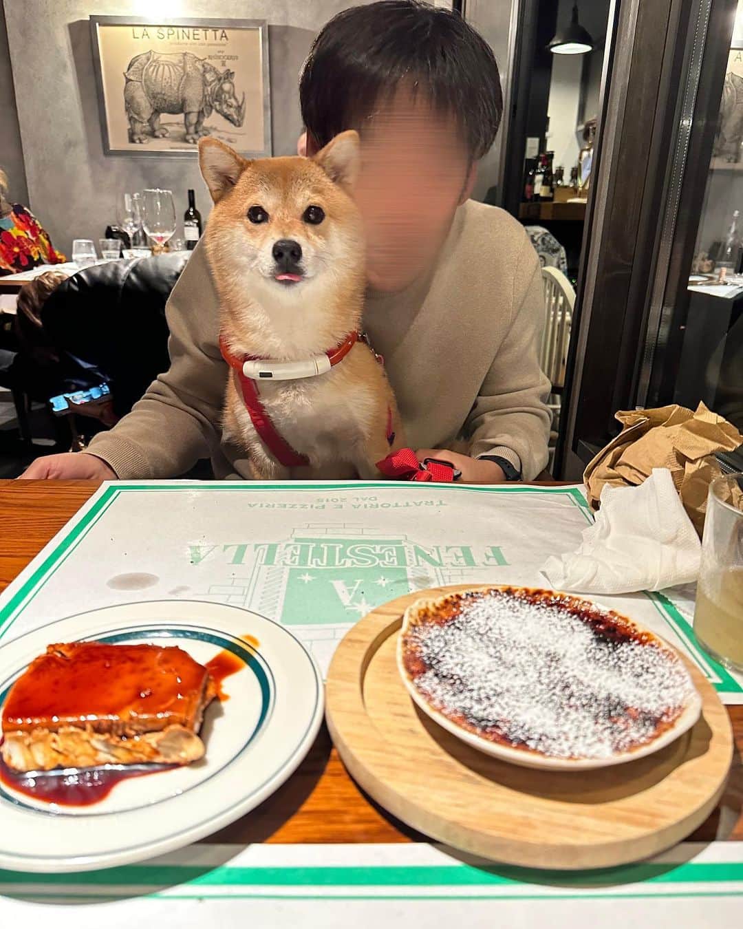 豆柴 福and富さんのインスタグラム写真 - (豆柴 福and富Instagram)「. . 軽井沢で美味しいイタリアンに出会えました🍕♡ @a.fenestella   店内一部わんこもＯＫ💓 店員さんが福富に優しくてとっても嬉しかった☺️  ピザ、パスタ、リゾット、デザート どれも美味しくてまた絶対行きたいお店になりました🥺  福富は疲れていたのか顔が…😂 ピザの耳を少しあげたら一気に元気になったよ🤣笑  最後のデザートももらう気満々の顔の福が可愛すぎた😂💓 富はもらえないと察したのかこの顔😅w  . . #軽井沢 #mylove #doglover  #dogstagram #dogs  #shiba #shibainu #shibalove #shibadog  #shibagram #shibamania #shibalife  #shiba_snap #柴犬 #豆柴 #多頭飼い #犬のいる暮らし #犬のいる生活  #doglover #dogstagram #shibaaaaainu #barked #9gag  #thedailyshibainu #시바견　#시바이누 #小狗  @shiba_snap @barked @everydoglover @9gag」10月15日 20時53分 - fuku_and_tom
