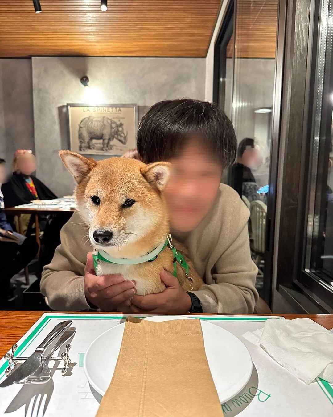 豆柴 福and富さんのインスタグラム写真 - (豆柴 福and富Instagram)「. . 軽井沢で美味しいイタリアンに出会えました🍕♡ @a.fenestella   店内一部わんこもＯＫ💓 店員さんが福富に優しくてとっても嬉しかった☺️  ピザ、パスタ、リゾット、デザート どれも美味しくてまた絶対行きたいお店になりました🥺  福富は疲れていたのか顔が…😂 ピザの耳を少しあげたら一気に元気になったよ🤣笑  最後のデザートももらう気満々の顔の福が可愛すぎた😂💓 富はもらえないと察したのかこの顔😅w  . . #軽井沢 #mylove #doglover  #dogstagram #dogs  #shiba #shibainu #shibalove #shibadog  #shibagram #shibamania #shibalife  #shiba_snap #柴犬 #豆柴 #多頭飼い #犬のいる暮らし #犬のいる生活  #doglover #dogstagram #shibaaaaainu #barked #9gag  #thedailyshibainu #시바견　#시바이누 #小狗  @shiba_snap @barked @everydoglover @9gag」10月15日 20時53分 - fuku_and_tom