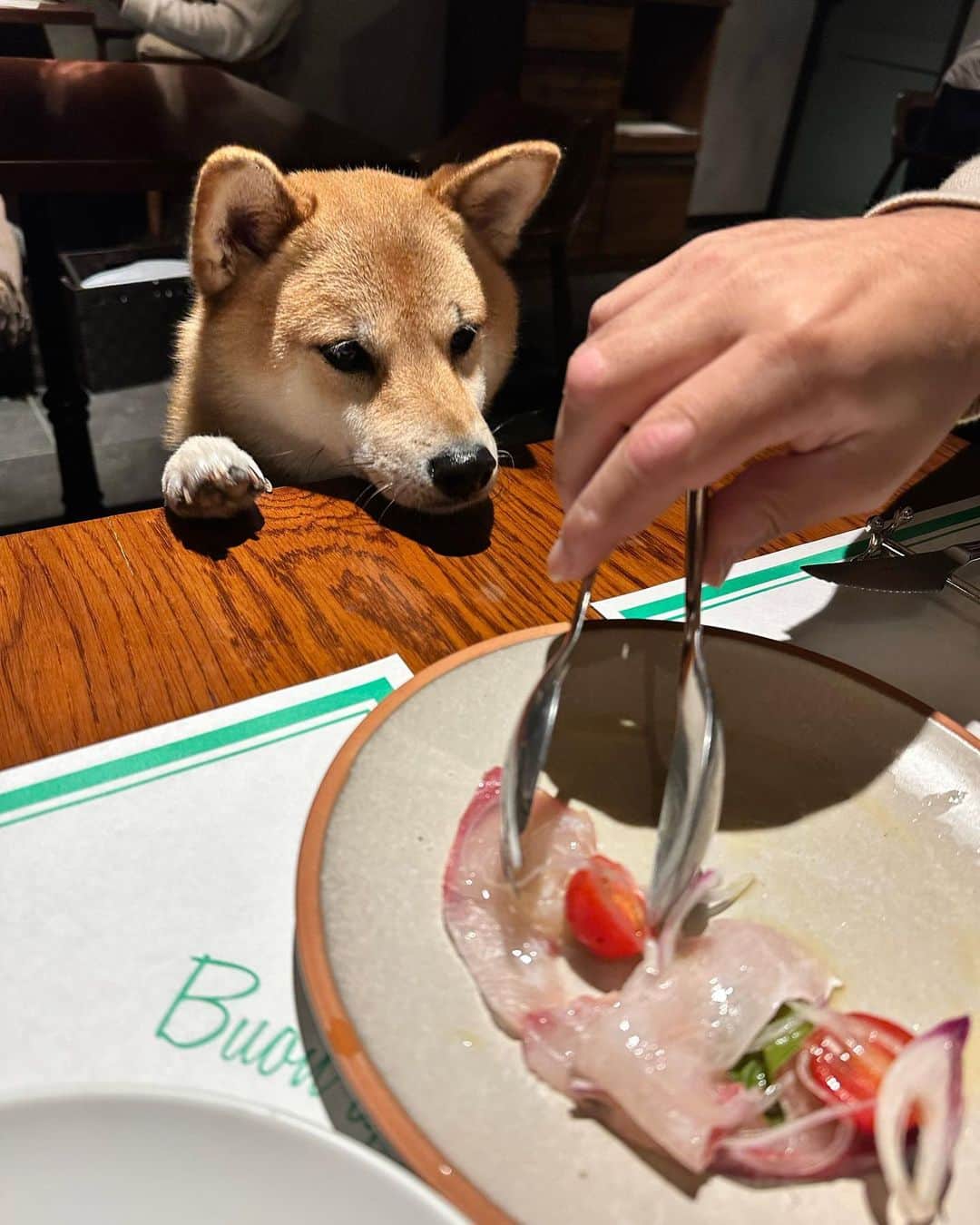 豆柴 福and富さんのインスタグラム写真 - (豆柴 福and富Instagram)「. . 軽井沢で美味しいイタリアンに出会えました🍕♡ @a.fenestella   店内一部わんこもＯＫ💓 店員さんが福富に優しくてとっても嬉しかった☺️  ピザ、パスタ、リゾット、デザート どれも美味しくてまた絶対行きたいお店になりました🥺  福富は疲れていたのか顔が…😂 ピザの耳を少しあげたら一気に元気になったよ🤣笑  最後のデザートももらう気満々の顔の福が可愛すぎた😂💓 富はもらえないと察したのかこの顔😅w  . . #軽井沢 #mylove #doglover  #dogstagram #dogs  #shiba #shibainu #shibalove #shibadog  #shibagram #shibamania #shibalife  #shiba_snap #柴犬 #豆柴 #多頭飼い #犬のいる暮らし #犬のいる生活  #doglover #dogstagram #shibaaaaainu #barked #9gag  #thedailyshibainu #시바견　#시바이누 #小狗  @shiba_snap @barked @everydoglover @9gag」10月15日 20時53分 - fuku_and_tom