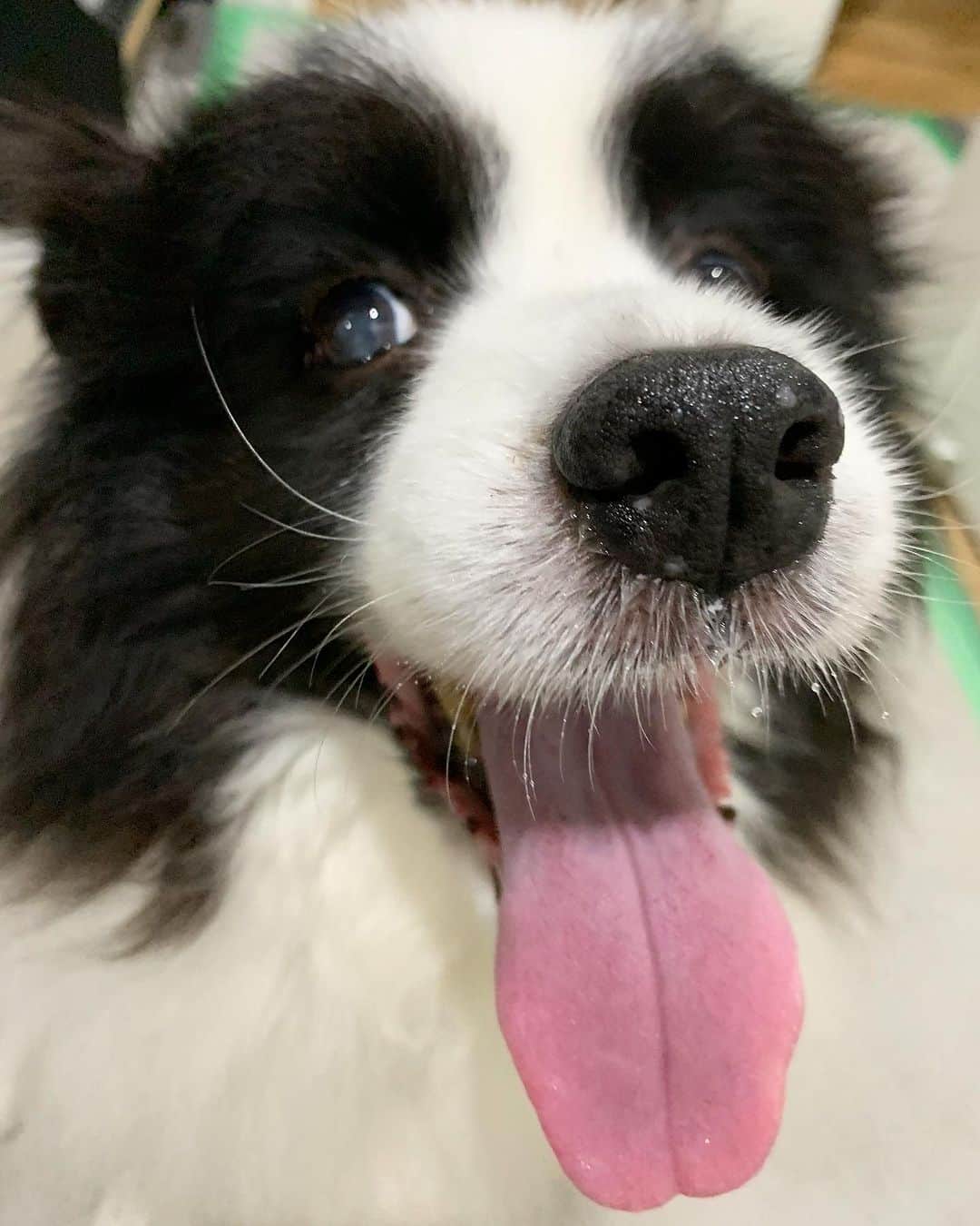 犬バカ部宣伝部長のインスタグラム：「金木犀が香る季節になりましたねぇ✋😋 また今年もそらちゃんと一緒に金木犀を 楽しめたことを感謝しなくちゃ😍 ⁡ そしてまた来年も一緒に楽しめたら良いな🖐️🥺❤️ ⁡ #犬バカ部 #bordercollie #ボーダーコリー #dog #犬 #白黒 #そら #ふにゃボダ部 #ボダ娘 #金木犀の季節  ⁡」