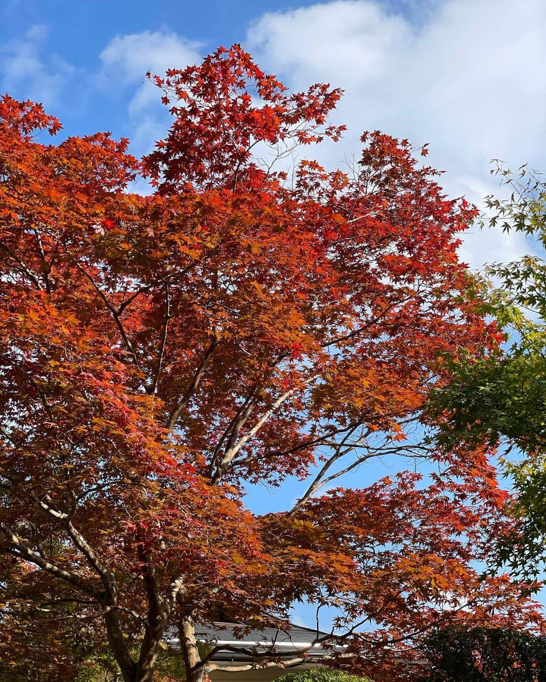 Hiromi Ｍaedaさんのインスタグラム写真 - (Hiromi ＭaedaInstagram)「バースデーイブイブという事で、 紅葉をみて蟹を食べたいという希望を叶えてもらった日👵🏻🙏🏻♡  outer @ebure_official #ebure tops @coehni #coehni belt @a_vacation_ #avacation」10月15日 21時08分 - hiron953