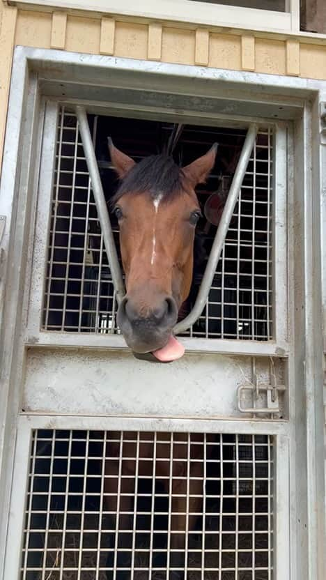 菅井友香のインスタグラム：「取材させて頂いた際のリバティアイランド🐴 ペロペロが可愛くてお気に入りの動画です！ 貴重な時間をありがとうございました。」