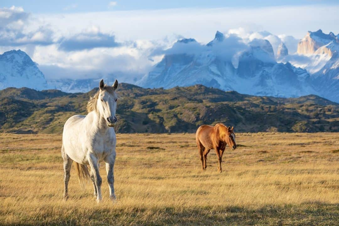 CANON USAさんのインスタグラム写真 - (CANON USAInstagram)「Photo by @natureaddictlady: "On my 'once in a lifetime' trip to Torres del Paine National Park, we saw so much wildlife as we drove. After a day of hiking, we stumbled upon the most beautiful wild horses grazing in a field in front of the mountains. I've never seen wild horses before, so this was extra special for me. Luckily, they were close enough to the road to capture this shot without disturbing them. I'm forever grateful to have captured this moment and for having my RF100-400mm F5.6-8 IS USM lens ready to photograph." #ShotOnCanon 🐴   📸 #Canon EOS RP Lens: RF100-400mm F5.6-8 IS USM」10月16日 8時00分 - canonusa