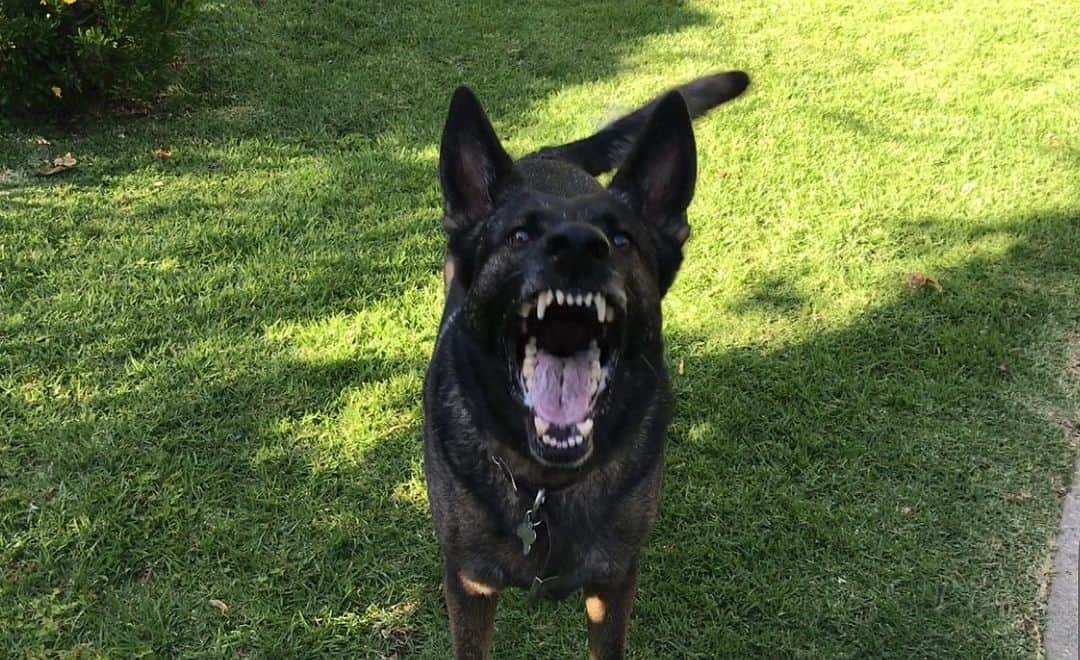 シャナン・ドハーティーのインスタグラム：「My dog…….」