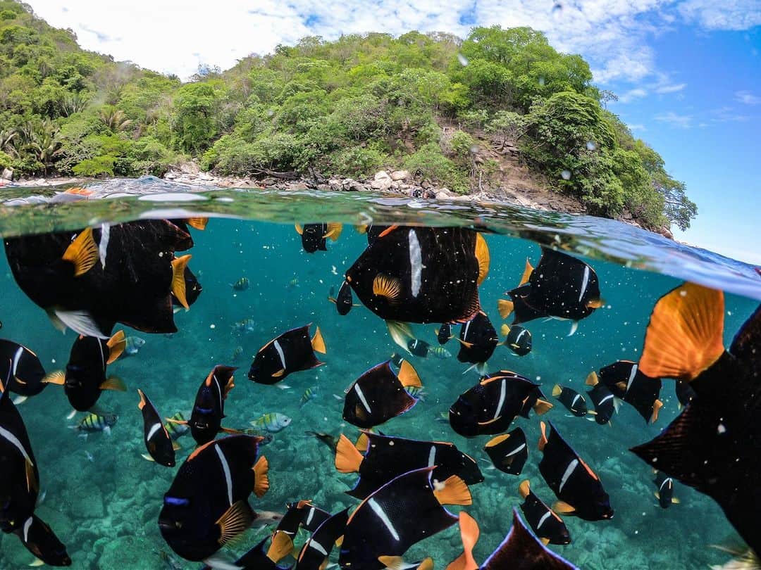 アニマルプラネットのインスタグラム：「🐠 POV you're snorkeling with fish in the crystal clear waters of Cabo Corrientes, Mexico. Get a closer look at the beautiful vegetation and wildlife tonight on the season premiere of #NakedandAfraid at 8p ET on Discovery」
