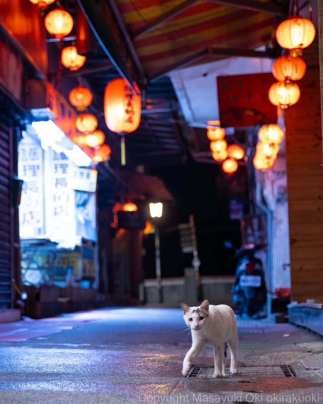 Masayukiのインスタグラム：「台湾の夜。  #cat #ねこ #猫 #東京カメラ部 #nekoclub  #yourshotphotographer #my_eos_photo #夜にゃん」