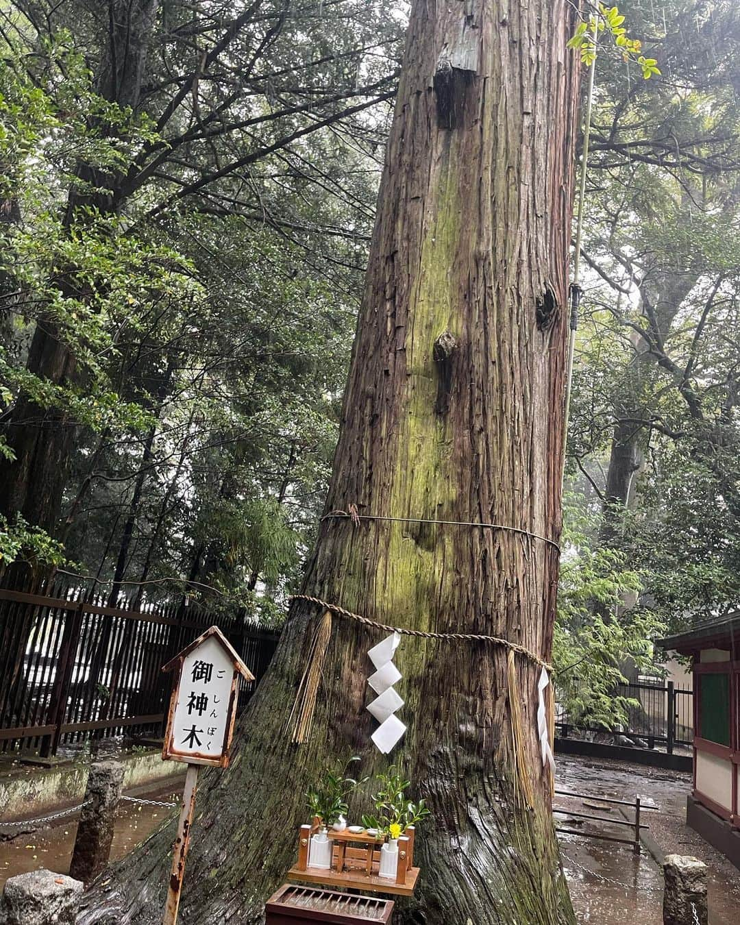 植田麻友美さんのインスタグラム写真 - (植田麻友美Instagram)「茨城県にある  一言主神社⛩  「言葉」の力を司る一言主大神様が祀られてる神社  『一度の参拝であっても無駄にせず 一言の祈願であってもなにもせず打ち捨てることはしない。』  どんな一言のお願いでも大切に叶えてくれる神様🍀  境内には  龍神を祀る清龍権現社 大黒社 稲荷社 香取社 もあるよ🌸  そして縁結び社もあって  男女の縁や人との縁を結んでくれるパワースポットとしてとっても人気な神社🍀  そして  割り符札があって  片方に自分の名前を書いて  半分に割って片方を自身で持ち帰ることによって  災いを除けて福をもたらしてくれる🍀  一言主神社さんは  自然の中にあって  とっても風通しのいい  素敵な神社さんでした🌼   #一言主神社   #一言主神社は願いを1つ必ず叶えてくださる   #一言主神社御朱印   #神社巡り」10月16日 7時30分 - ue_mayutaro