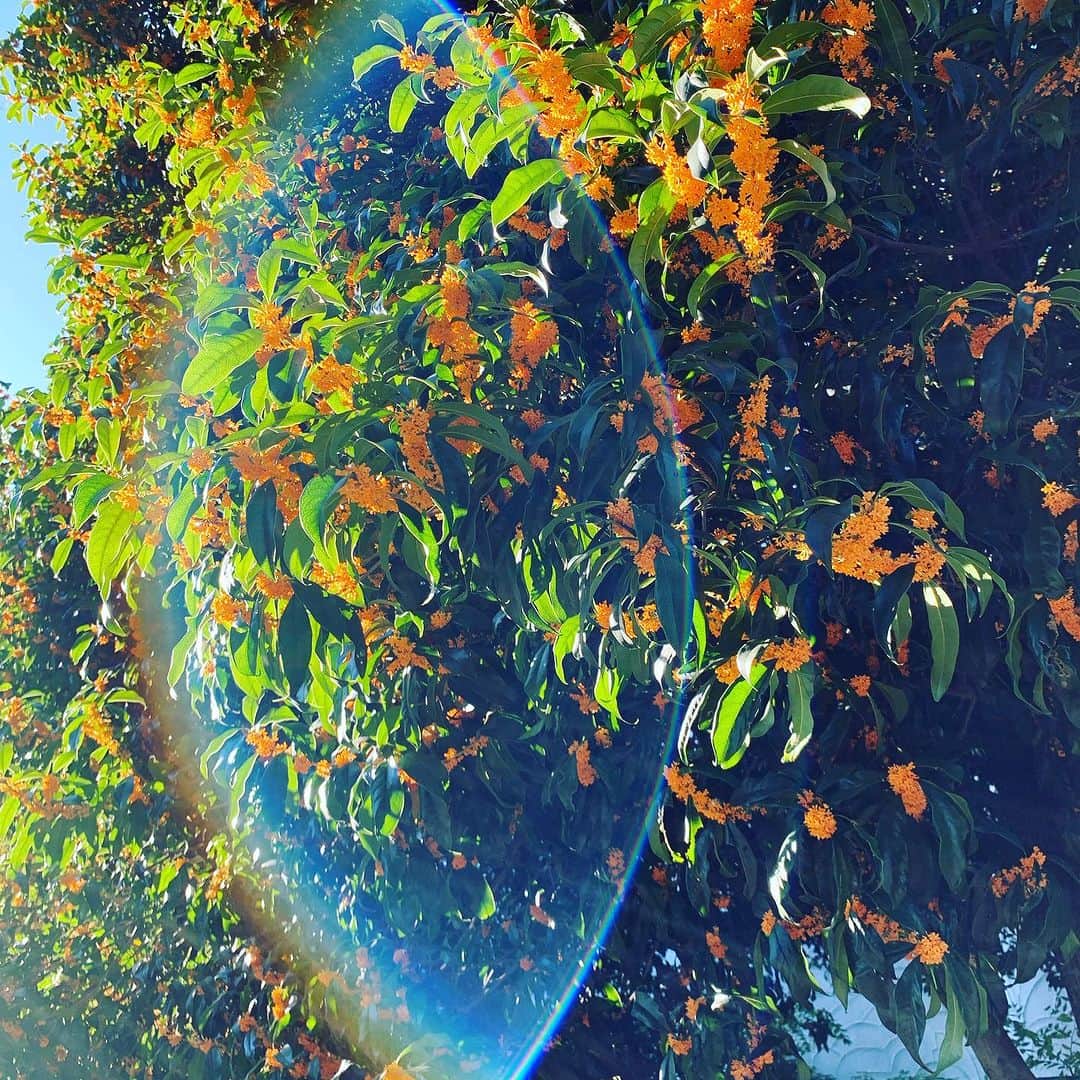 鈴木桃子さんのインスタグラム写真 - (鈴木桃子Instagram)「金木犀がいい香りで、昨日の雨に洗われてキラキラしてたから思わずカメラ向けたら🤳こんな写真が撮れました✨なんか嬉しい☺️  みんなにも何かいいことがありますように！  Good morning🧡🌈✨」10月16日 7時54分 - momokosuzuki