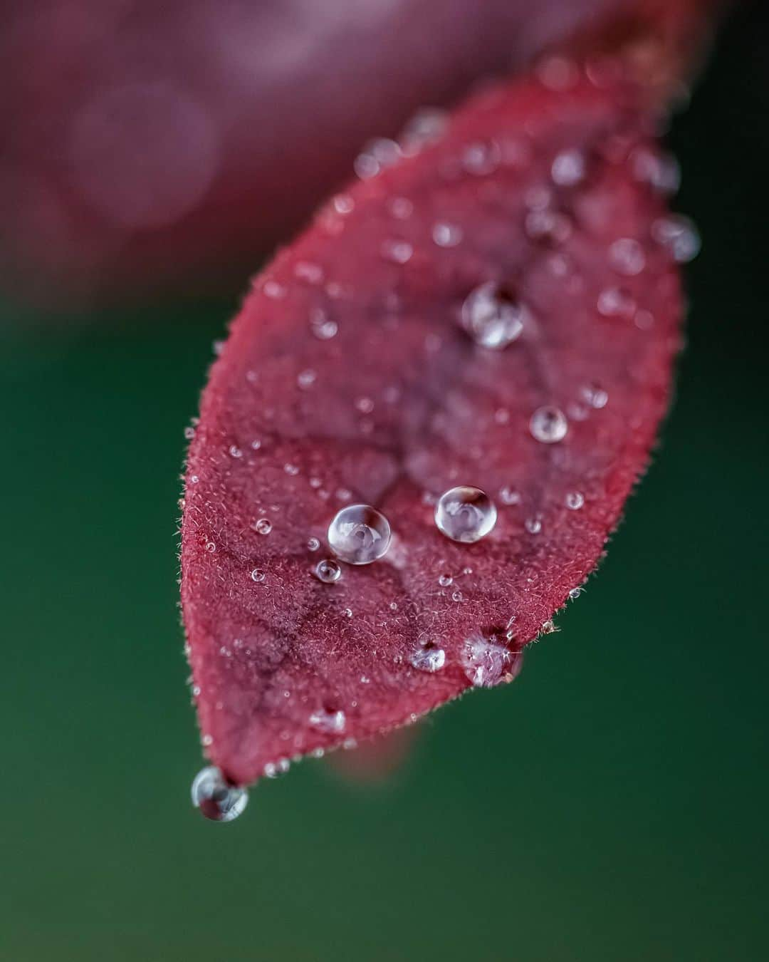 6151さんのインスタグラム写真 - (6151Instagram)「金木犀の香りを辿る雨の日。」10月15日 22時56分 - 6151