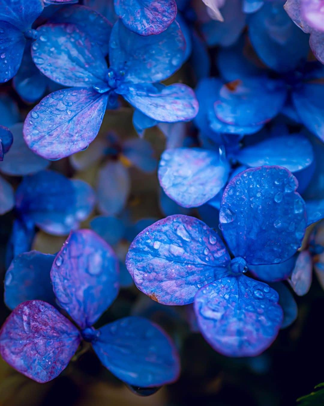 6151さんのインスタグラム写真 - (6151Instagram)「金木犀の香りを辿る雨の日。」10月15日 22時56分 - 6151