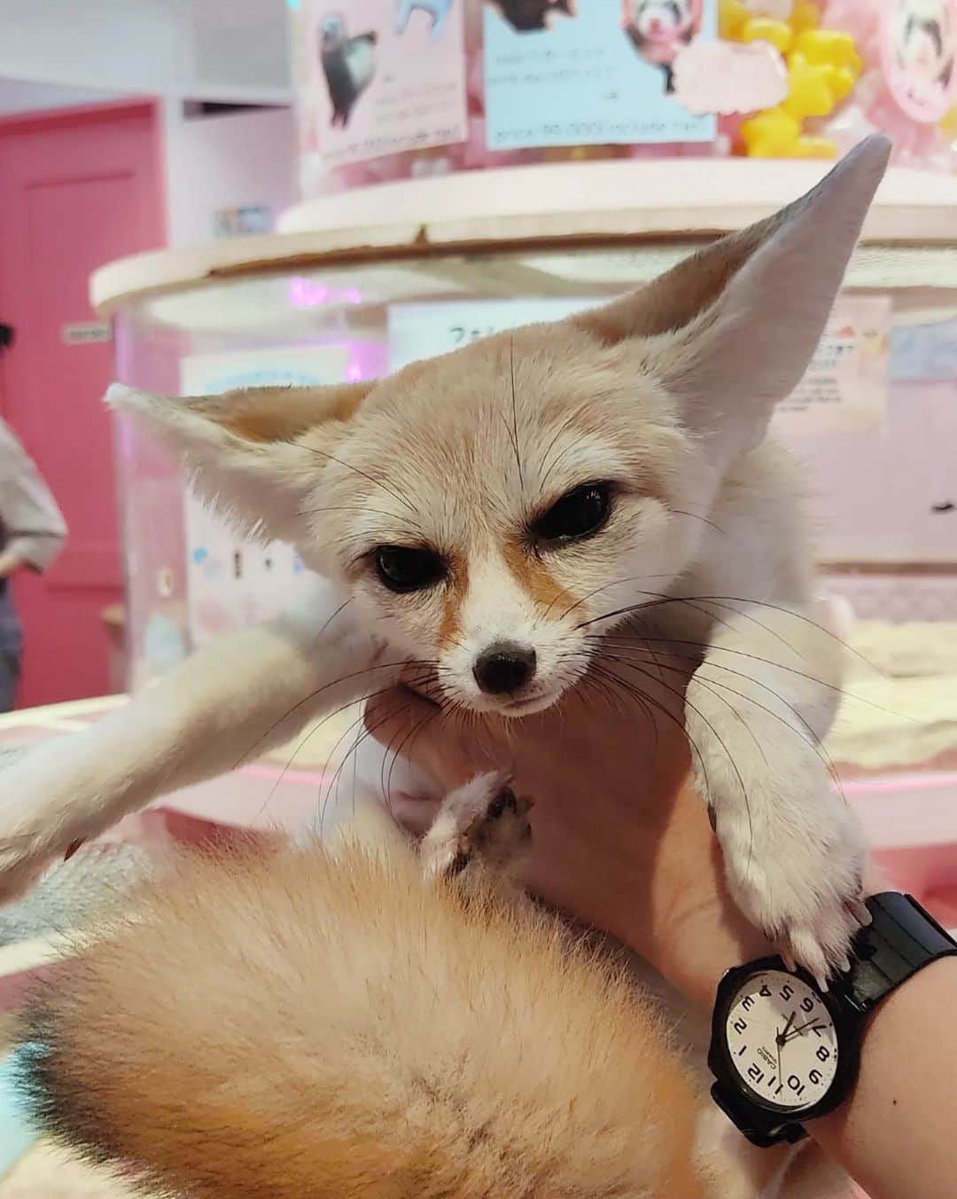 のインスタグラム：「#原宿 #harajyukuzooland  #フェネック #ミーヤキャット」