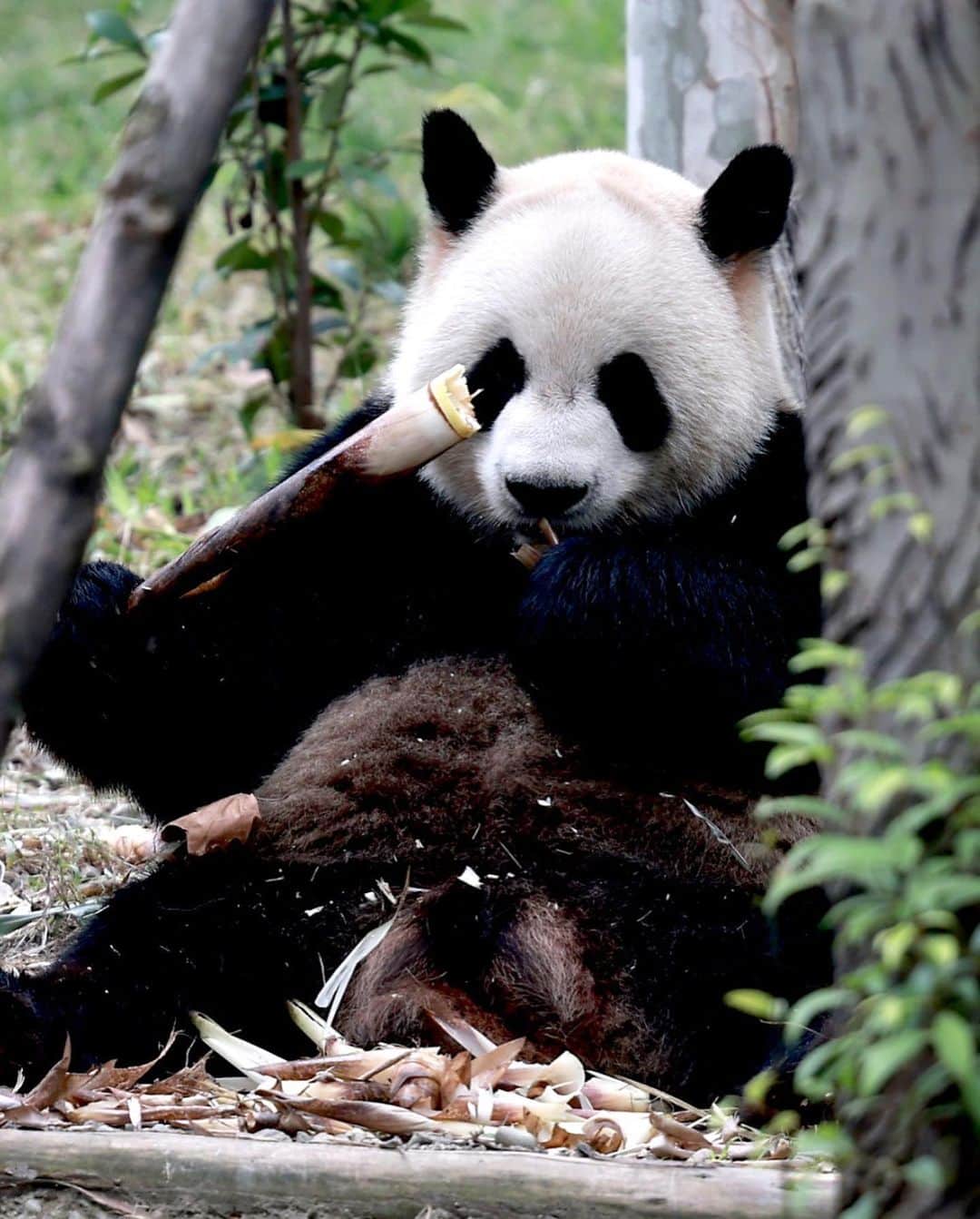 ルイス・フィーゴさんのインスタグラム写真 - (ルイス・フィーゴInstagram)「Kung Fu and the Panda 😅😜✨👌」10月15日 23時25分 - luis__figo
