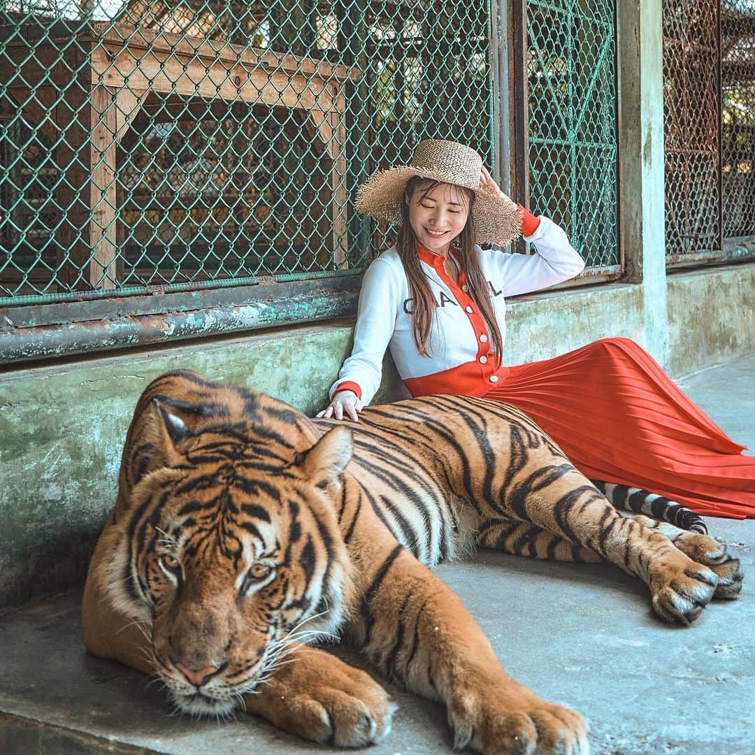 清水彩子さんのインスタグラム写真 - (清水彩子Instagram)「プーケットの思い出🐅  #🐅 #tiger #Phuket #プーケット #tigerkingdom」10月15日 23時26分 - ayakosugar