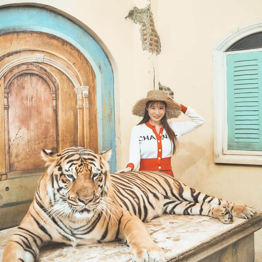 清水彩子のインスタグラム：「プーケットの思い出🐅  #🐅 #tiger #Phuket #プーケット #tigerkingdom」