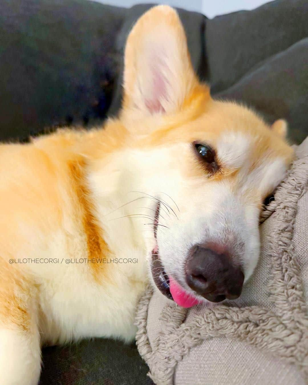 Liloのインスタグラム：「Starting Sunday on a silly note! In the grand tapestry of life, pets add the vibrant hues of silliness. Their playful antics remind us to cherish every joyful moment. 🐾💖 #SillyPaws   ⁣ . ⁣ .⁣ .⁣ .⁣ .⁣  #corgis #corgicommunity #corgiaddict #dogstagram #corgidog #corgilover #corgination #dog #corgidaily #corgipuppy #corgiworld #dogs #corgilife #pembrokewelshcorgi #corgigram #weeklyfluff #corgilovers #corgistagram #corgisofinstagram #corgilove #dogsofinstagram #corgiplanet #puppy #welshcorgi #corgi」