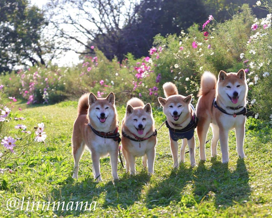 linnmamaさんのインスタグラム写真 - (linnmamaInstagram)「やわらかな秋の光の中で💕〜公園のコスモス🌸が綺麗に咲いてきました😍〜①②ナイスモデルの4柴たち👏〜③コスモス🌸の小径を歩く4柴たち🐾〜ひとり3本足のコがいるとはわからないくらい普通に歩いている麗〜犬🐕の現実を受け入れる能力、適応力には感心することばかりです😍〜不平不満を言わない潔さ、見習わなくっちゃ💕 ＊ ＊ ＊ #柴犬#dog #柴犬凜の勇気凜々every day  #多頭飼い  #shibastagram #my_eos_photo  #eosr6#eosr10 #ドッグフォトグラファーズ #iphone12#iphone12promax  #夕方散歩 #花活 #写活 #コスモス #庄内緑地  #2024柴犬凜ファミリーカレンダー発売中#プロフィール欄からどうぞ」10月15日 23時51分 - linnmama