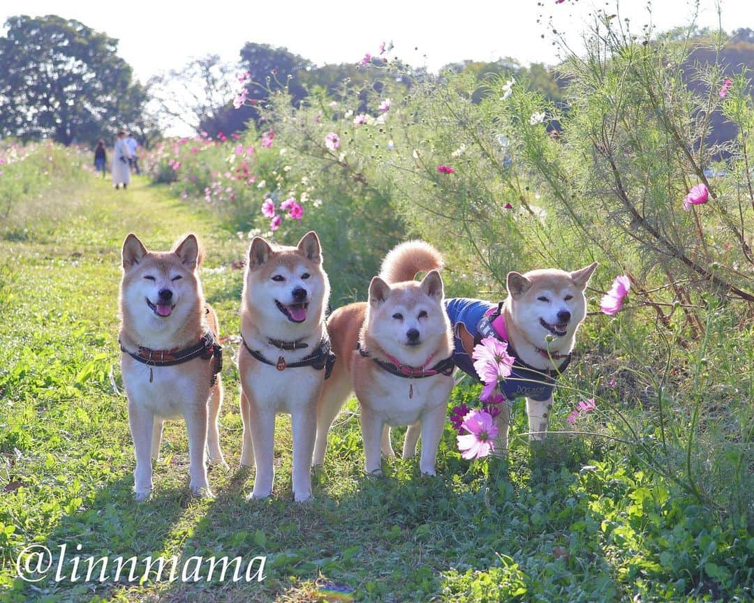 linnmamaのインスタグラム：「やわらかな秋の光の中で💕〜公園のコスモス🌸が綺麗に咲いてきました😍〜①②ナイスモデルの4柴たち👏〜③コスモス🌸の小径を歩く4柴たち🐾〜ひとり3本足のコがいるとはわからないくらい普通に歩いている麗〜犬🐕の現実を受け入れる能力、適応力には感心することばかりです😍〜不平不満を言わない潔さ、見習わなくっちゃ💕 ＊ ＊ ＊ #柴犬#dog #柴犬凜の勇気凜々every day  #多頭飼い  #shibastagram #my_eos_photo  #eosr6#eosr10 #ドッグフォトグラファーズ #iphone12#iphone12promax  #夕方散歩 #花活 #写活 #コスモス #庄内緑地  #2024柴犬凜ファミリーカレンダー発売中#プロフィール欄からどうぞ」