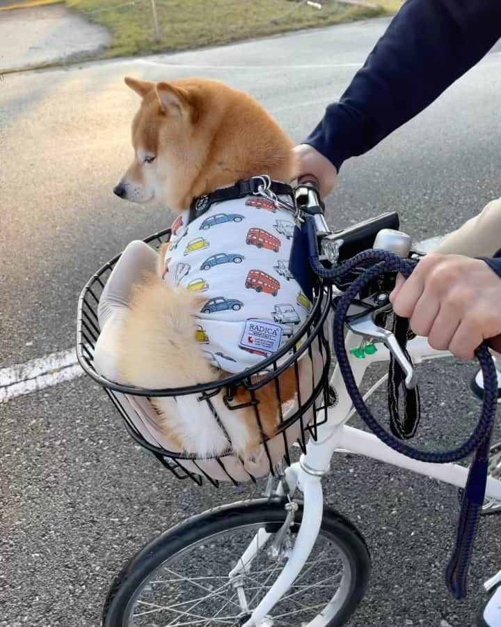豆柴ソラのインスタグラム：「(ᵔᴥᵔ)2023.10.15 朝んぽは楽チン散歩🚲 途中降ろされ 拒否柴したかと思いきや 帰りはスタスタ‥速い速い🤣 . ボール遊び🎾 誰かと遊びたいわけじゃない‥ ボール取られないように必死 足で邪魔してくるとーしゃんには ボール咥えるついでに ちょこっと仕返し🤭ﾌﾟﾌﾟﾌﾟ ガジガジ噛んで 満足したらおしまい！ . 夕さんぽ いきたくないよぉ〜=͟͟͞͞( ¯−︎¯ ) 行く前から拒否柴  「あっ！そら君だ！そら君〜」 えっ！そらくん？｢(･_･ )(｢･_･) 急いで出かけて行きました！ とーしゃんナイス嘘👍✨ . 夕さんぽも楽チン散歩🚲 でももちろんしっかり歩いて 用足して ケリケリピーン！ . あっ！そら君発見❗️ いそげ！いそげ！(ง ˙o˙)ว 途中で見失った(ソラが)けど そら君居たね〜 とーさん嘘つきじゃなかったね😉✨ . .  #豆柴 #まめしば #mameshiba #柴犬 #しばいぬ#shibainu #赤柴 #柴犬ライフ #ここ柴部 #エブリドッグ #しばすたぐらむ #shibastagram #shiba_snap #shibalove #shibamania #まめしば #柴犬大好き部 #peppyフォト部 #peppydogs #いぬのきもち #犬のいる暮らし #いぬすたぐらむ #柴犬のいる暮らし #柴犬好きな人と繋がりたい #豆柴ソラ8歳」
