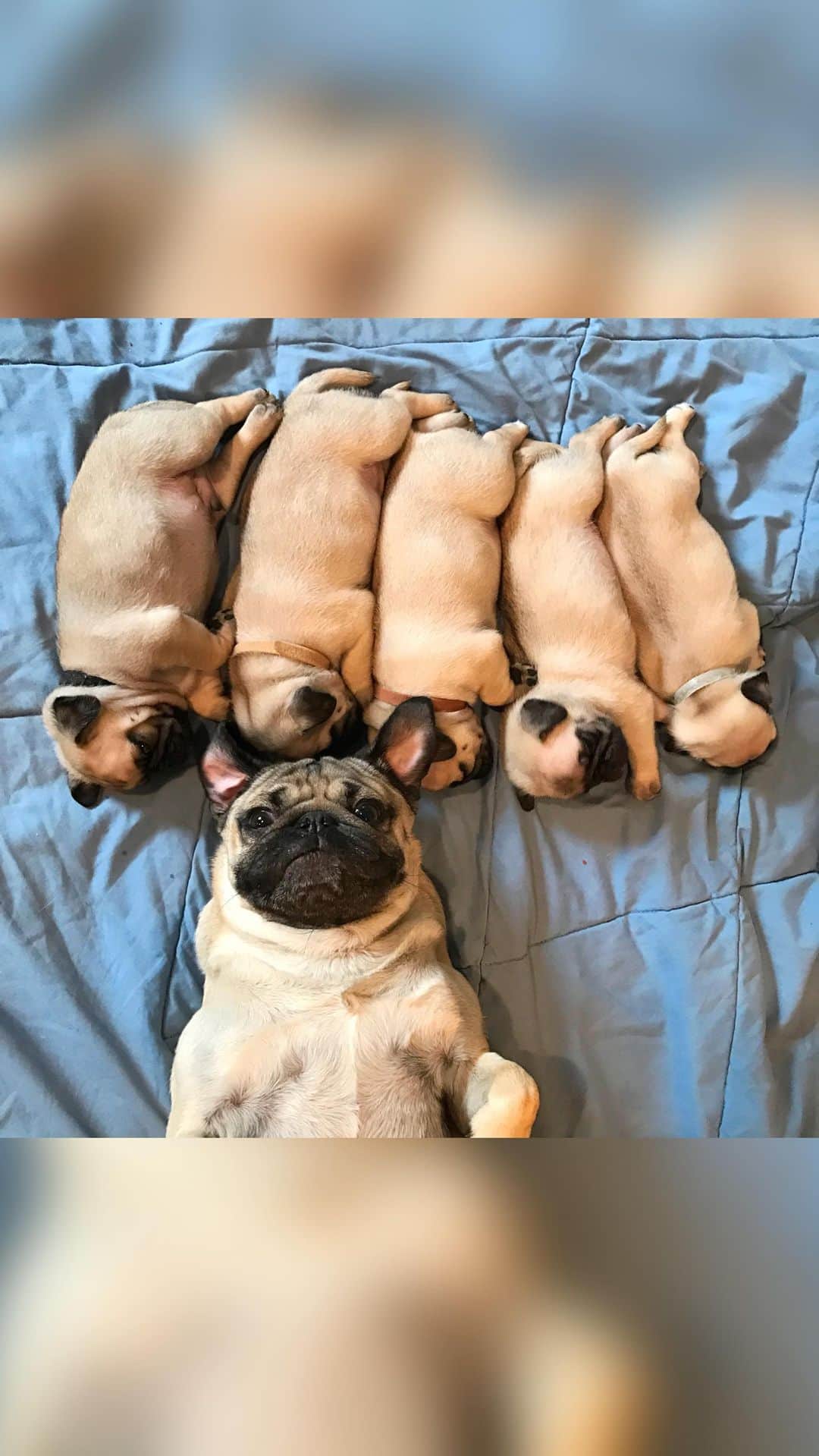 itsdougthepugのインスタグラム：「HAPPY NATIONAL PUG DAY!!!! 🐾🎉  Send to someone who loves pugs, and if you have a pug use this sound in your videos!   #pugsofinstagram #pug #nationalpugday #dougthepug #dogsofinstagram」