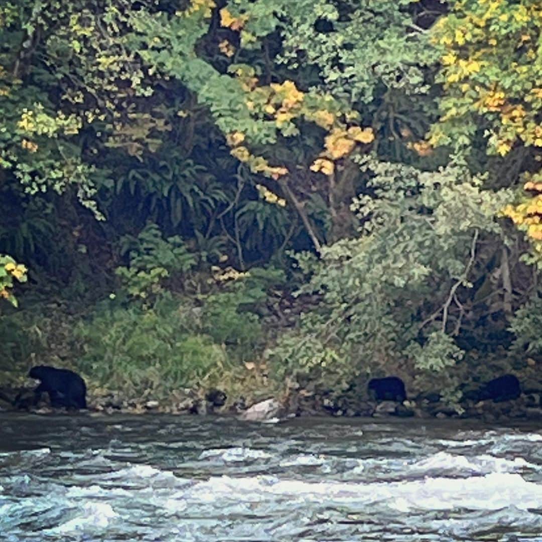 サラ・ウェイン・キャリーズさんのインスタグラム写真 - (サラ・ウェイン・キャリーズInstagram)「bear tracking 🐻 paw prints 🐻 mama & cubs 🐻 salmon roe 🐻 doug fir magic」10月16日 1時59分 - sarahwaynecallies