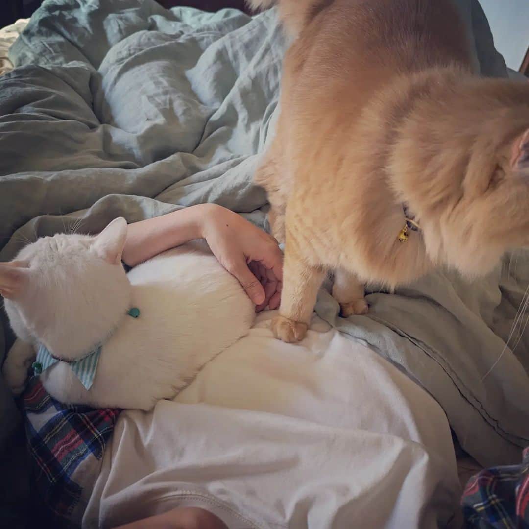岡田屋鉄蔵のインスタグラム：「布団の中にも居ます  おかーちゃん、あと2時間は寝てたかったんやわあ…」