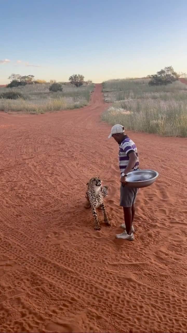 Earth Picsのインスタグラム：「Time to eat 🐆🐆 who else calls their cats this way?   🎥 by @tipsheomoi on TikTok  📍 Kenya, East Africa」