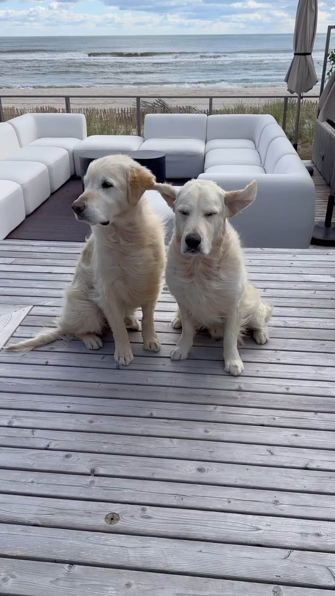 ブライアンアトウッドのインスタグラム：「When we chose the washer and dryer for beach house in Fire Island, the only choice was Speed Queen! We needed them to be packed full of features which are best suited for beach life, and a house full of dogs and guests.  Here are some of the features we love   1.  Sanitize Cycle - Speed Queen gives you a true hot water wash – as hot as it comes out of your water heater – because we know hot temps are the best line of defense in killing bacteria. 2.  Fast Cycle Times – Speed Queen’s front-loading washer gives you everything you want, plus fast cycles. With nine preset cycles and special and favorite cycle flexibility, you’ll breeze through laundry day.  3.  Durable Construction – Speed Queen tests their commercial quality machines to 10,400 cycles or roughly 25 years of life in an average household. 4.  Best for Pet Owners – Speed Queen’s approach in designing solutions for pet items was simple: keep the love, but remove the hair and odors, all while saving you time. Your pet ownership experience just got a little more carefree and hair free. Especially, knowing that 43 percent of pet owners use pet hair on clothes as a barometer of their cleanliness. Speed Queen’s Pet Plus cycles offer consumers a highly effective solution for removing hair and keeping all items looking…and smelling great.  5.  Caring for Fabrics for Longer – the washer and dryer drums are lined with stainless steel that won’t corrode, chip, crack or pit in normal use, all while keeping your clothing snag-free. @speedqueenhome @ajmadison #laundryroom #laundry #laundryroomdesign #ajmadison」